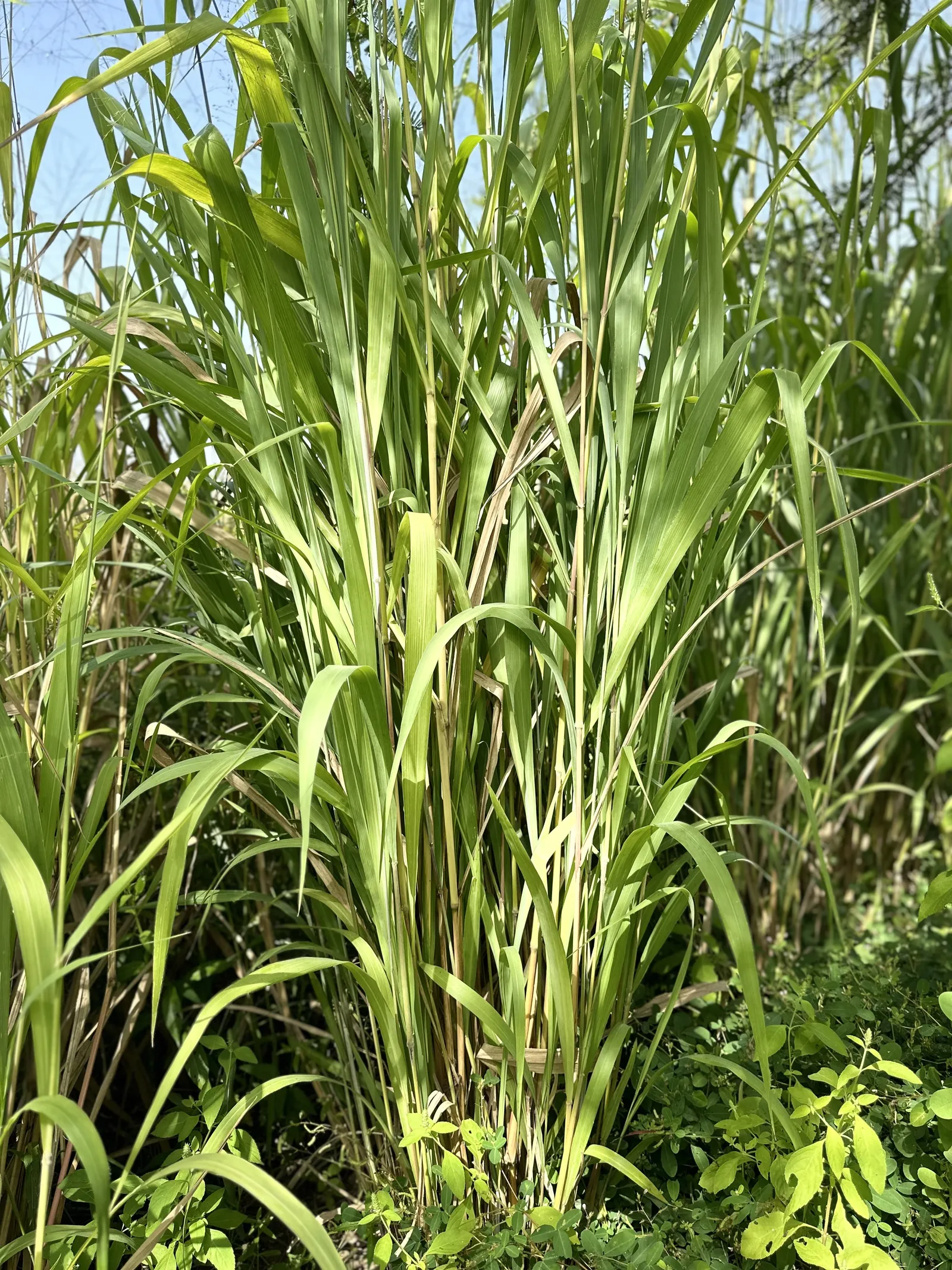 A closer view of green basket grass growing in a dense stand.